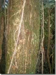 PA300065